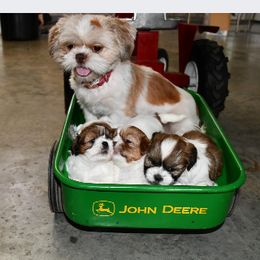 Shiba Inu and Shih Tzus from Highline Puppies