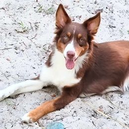 Novvah Rose - Red tri-color Australian Shepherd puppy in Silver Springs, Florida from Denise Ocala Forest Florida Aussies