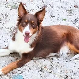 Novvah Rose - Red tri-color Australian Shepherd puppy in Silver Springs, Florida from Denise Ocala Forest Florida Aussies
