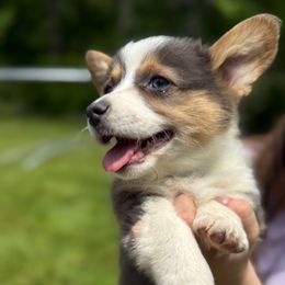 Blue - Blue male Pembroke Welsh Corgi puppy in Sturgis, Michigan from Eberle's Pembroke Welsh Corgis