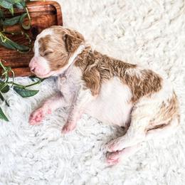 Atlas - Parti male Poodle puppy in Gaylord, Michigan from Dog Mom Co. Poodles