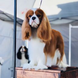 Cavalier King Charles Spaniels from OnTheMark