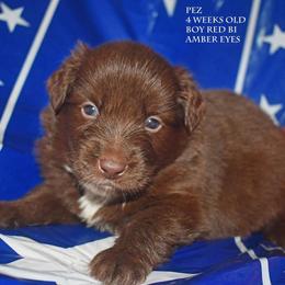 Pez - Red & white male Miniature Australian Shepherd puppy in Patterson, North Carolina from DreamLine Aussies