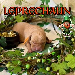 Leprechaun - Yellow male Labrador Retriever puppy in Water Valley, Mississippi from Three Lakes Labs & WHDs