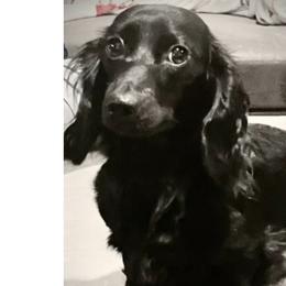 Bella - Dachshund
