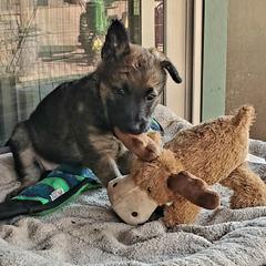 Belgian Laekenois Puppies from Cal Curly Coats Belgian Laekenois