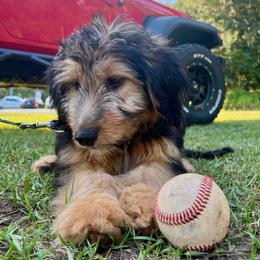Aussiedoodle, Bernedoodle, Miniature Australian Shepherd, and Poodle Puppies from Waterford Doodle Farm