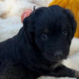 (Johnny) Cash - Black tri-color male Aussiedoodle puppy in Allardt, Tennessee from Hearth&Hound Doodles