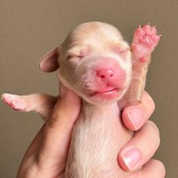 Male 1 - Cream male Dachshund puppy in Somerville, Texas from Shutt Pup's