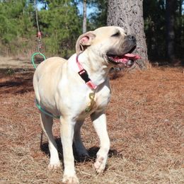 Alapaha Blue Blood Bulldog All Grown Up from Chop Top Alapahas