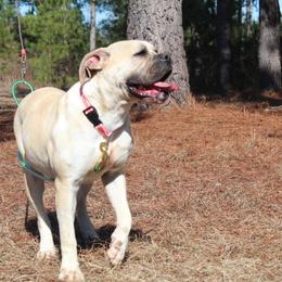 Alapaha Blue Blood Bulldog All Grown Up from Chop Top Alapahas