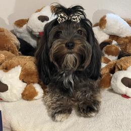 Poppy - Havanese