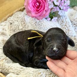 Snickerdoodle- Yellow Collar - Black male Goldendoodle puppy in Bay City, Texas from Charming Doods Goldendoodles