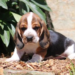 Buddy - Black white and brown male Basset Hound puppy in Idaho from Welcome Home Bassets