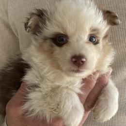 Shania - Red merle female Australian Shepherd puppy in Oroville, California from Puppy Love Ranch Mini Aussies