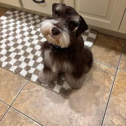 Miniature Schnauzer All Grown Up from Bearded Besties of Alabama