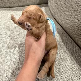 Light Blue - Apricot male Goldendoodle puppy in Bakersfield, California from Lavish Doodles