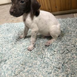Mr Big 8 - Liver and white male German Shorthaired Pointer puppy in Troy, North Carolina from Uwharrie GSP