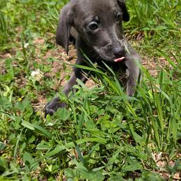 Dachshund puppies from Jae’s Puppy House