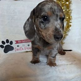 Spruce - Dapple male Dachshund puppy in Woodburn, Iowa from Rolling S Ranch Doxies