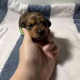 Hopper - Sable male Dachshund puppy in Crosby, Texas from House of Slinkys