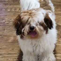 Ruby - Red female Havanese puppy in Tarrant County, Texas from Jerico Havanese