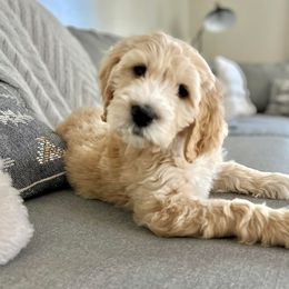 Assorted Doodle Crosses and Goldendoodle Puppies from Wake Forest Darling Doodles