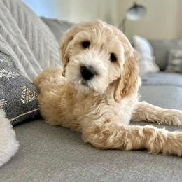 Assorted Doodle Crosses and Goldendoodle Puppies from Wake Forest Darling Doodles