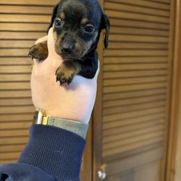 Cleo - Black and tan female Dachshund puppy in Athens, Texas from County Road Puppies