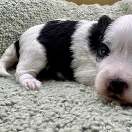 Montgomery - Black and white male Havanese puppy in Hendersonville, North Carolina from Kim's Cove Dog Co.