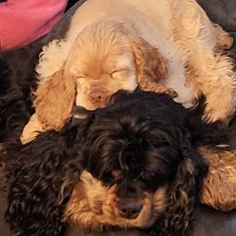 Cocker Spaniel Puppies from Cockers of Country Lane