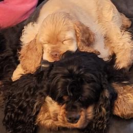 Cocker Spaniel Puppies from Cockers of Country Lane