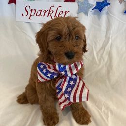 Goldendoodle Puppies from OnlyGoldendoodles