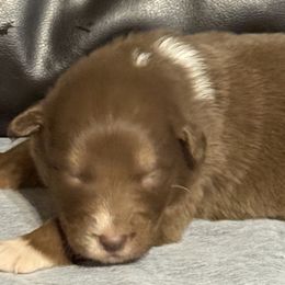 RA6 - Red tri-color male Australian Shepherd puppy in Ada, Ohio from Windy Hill Aussies