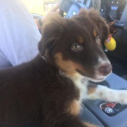 Australian Shepherd Puppies from MRT Aussies