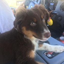 Australian Shepherd Puppies from MRT Aussies
