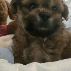 Red Collar Rocket - Brown male Shichon puppy in Upland, California from IDREAMOFPUPPIES