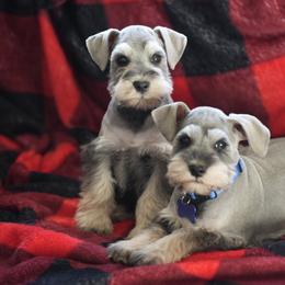 Miniature Schnauzer puppies from Snowflake Schnauzers