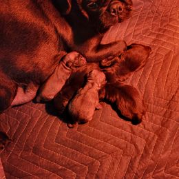 Jewel - Pug