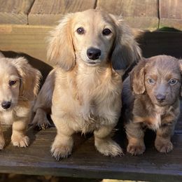Dachshunds from Baker's Farm Dachshunds