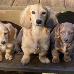 Dachshunds from Baker's Farm Dachshunds