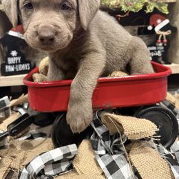 Silver Male- Orange - Silver male Dilute Retriever puppy in Marion, Illinois from Summer Lovin’ Labradors of Southern Illinois