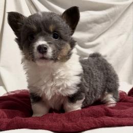 Eve - Blue female Pembroke Welsh Corgi puppy in Bloomfield, Iowa from Beebe’s Corgis