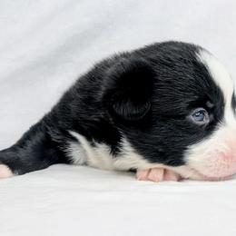 Snoopy - Black and white male American Corgi puppy in Clarksville, Tennessee from Cold Creek Family Farm LLC