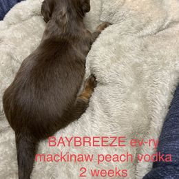 Boy 2 - Dachshund puppy in Mt Laurel, New Jersey from ev-ry dachshund