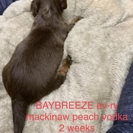 Boy 2 - Dachshund puppy in Mt Laurel, New Jersey from ev-ry dachshund
