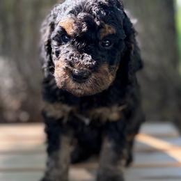 Stetson - Phantom male Goldendoodle puppy in Zeeland, Michigan from Dandelion Lane Doodles