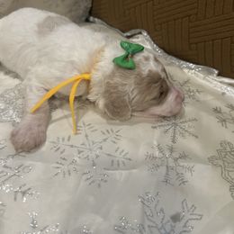 Ava - Parti female Poodle puppy in Mobile, Alabama from Semmy’s Standard Poodle LLC