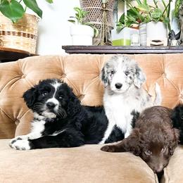 Aussiedoodles from Nellie’s AussieDoodles