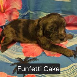 FunFetti - Merle male Cavapoo puppy in Lewisburg, Pennsylvania from Jessie's Puppies